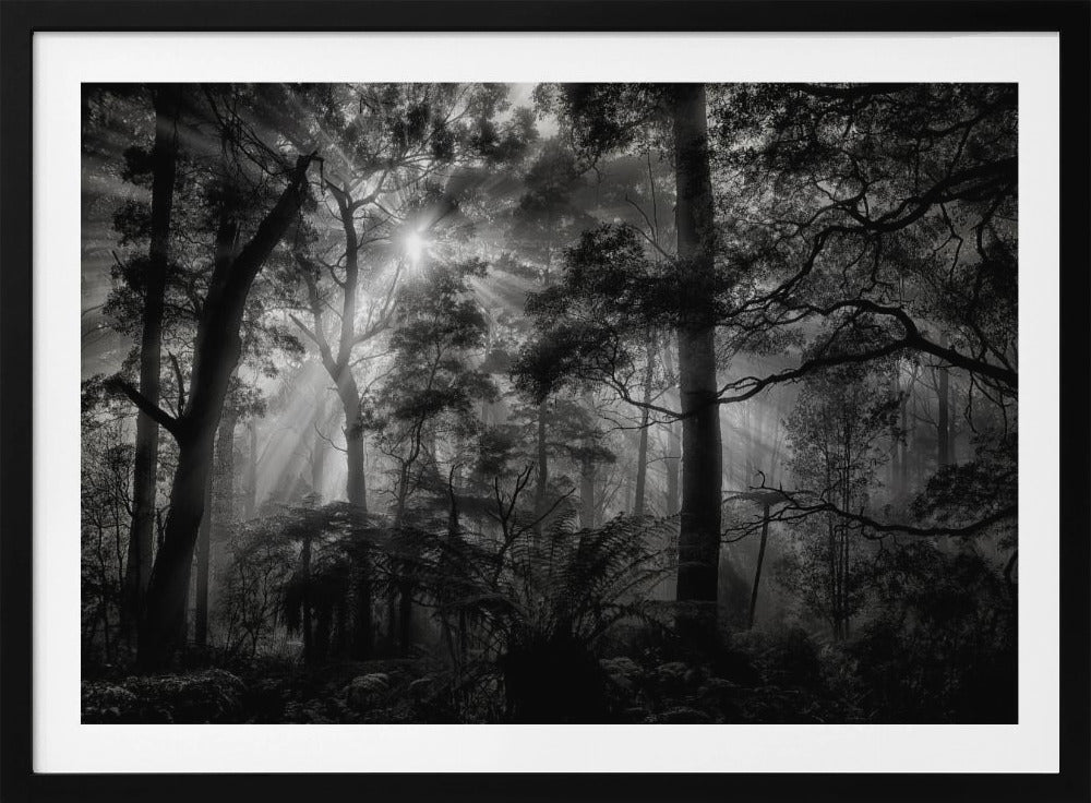 Primärwald | Poster