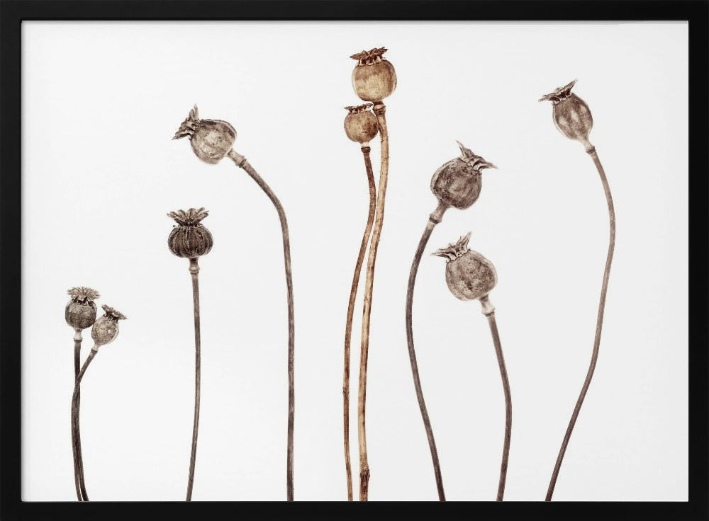 Mohnblumen | Poster