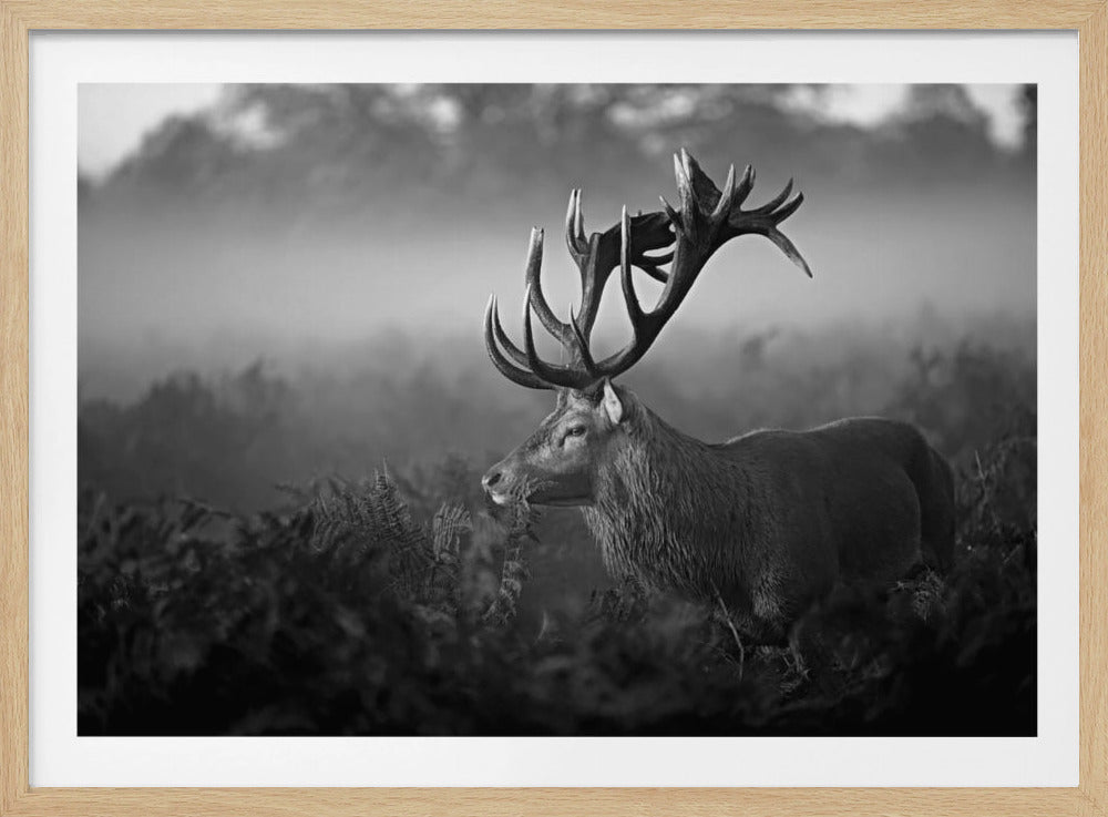 Sonniger Morgen | Poster