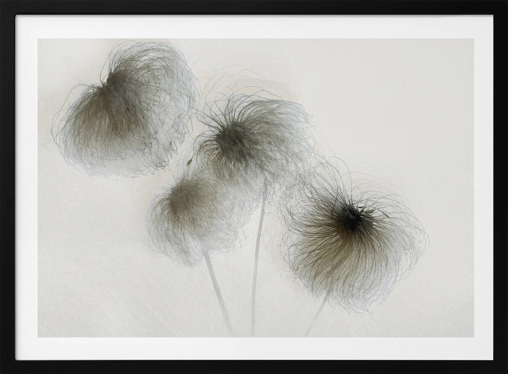 Clematis | Poster