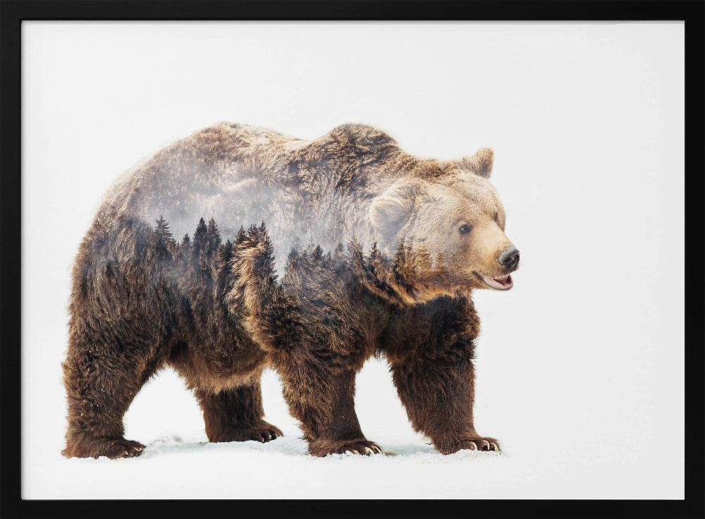 Bär | Poster