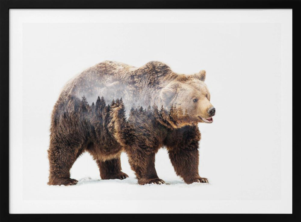 Bär | Poster