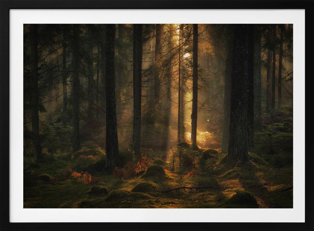 Das Licht im Wald | Poster