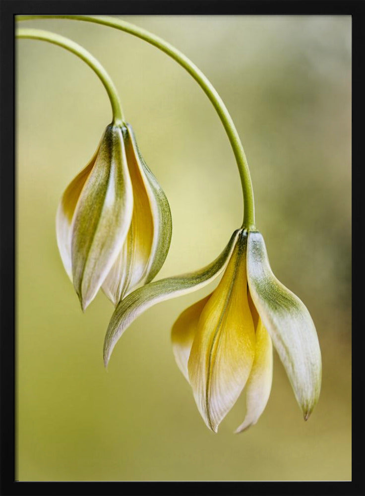 Tulipa | Poster