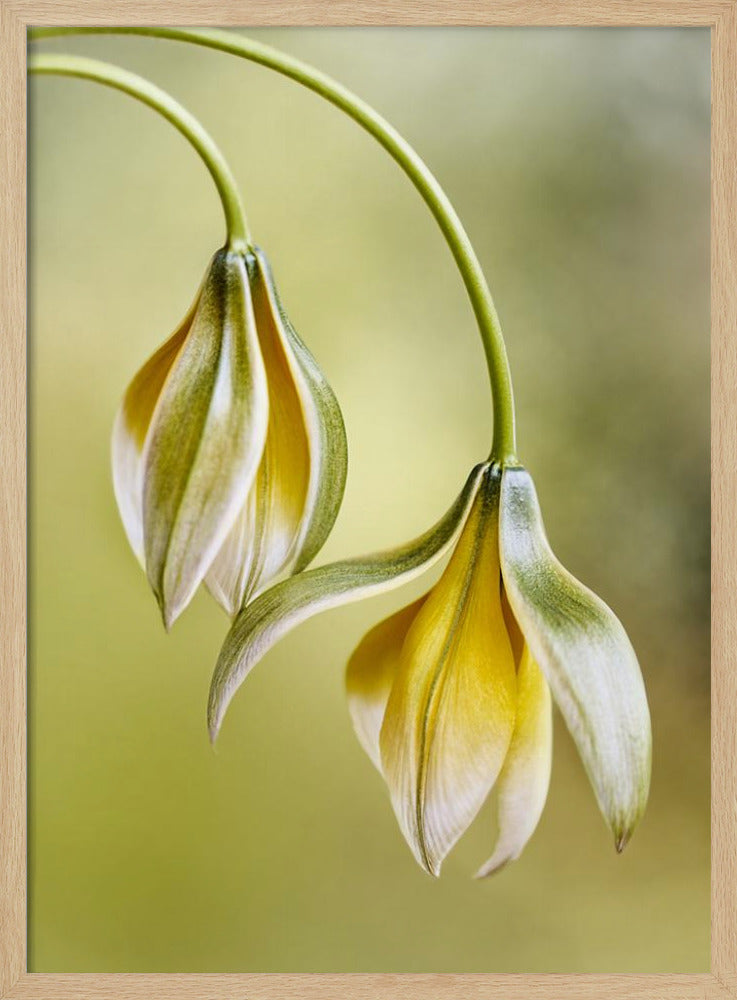 Tulipa | Poster