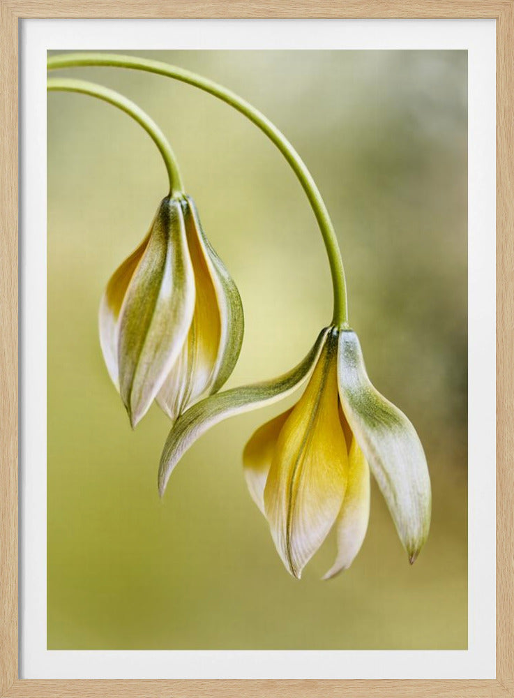 Tulipa | Poster