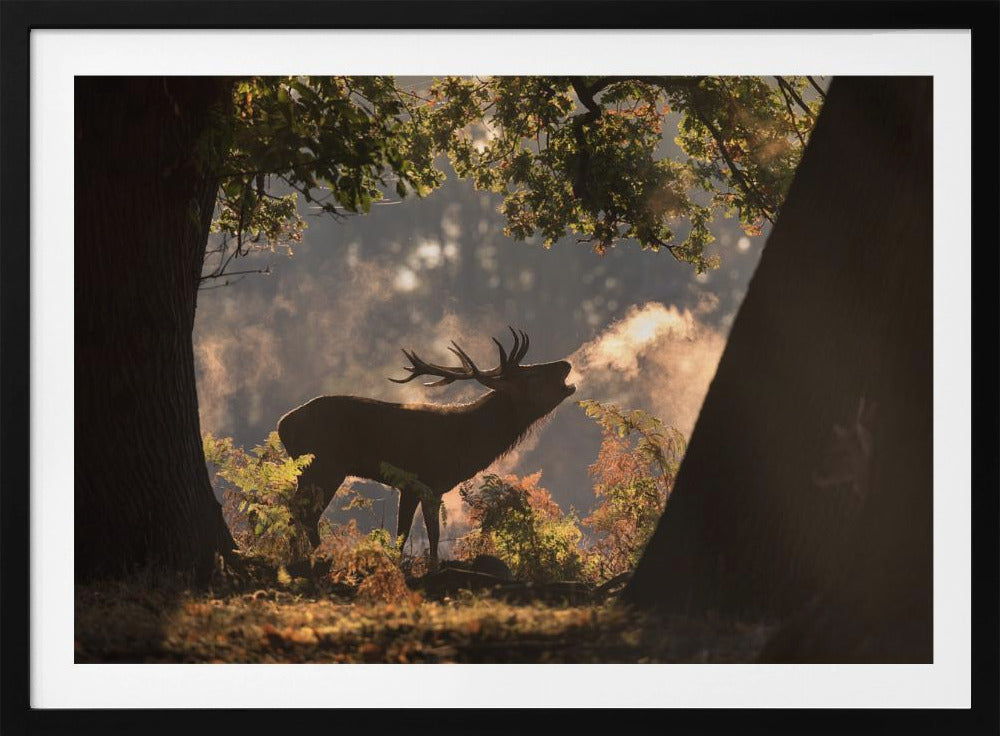 Er wartet im Schatten | Poster