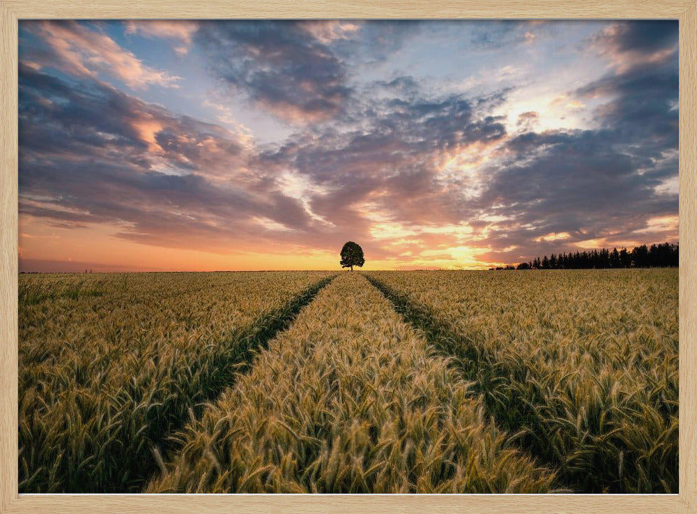Feld der Träume | Poster