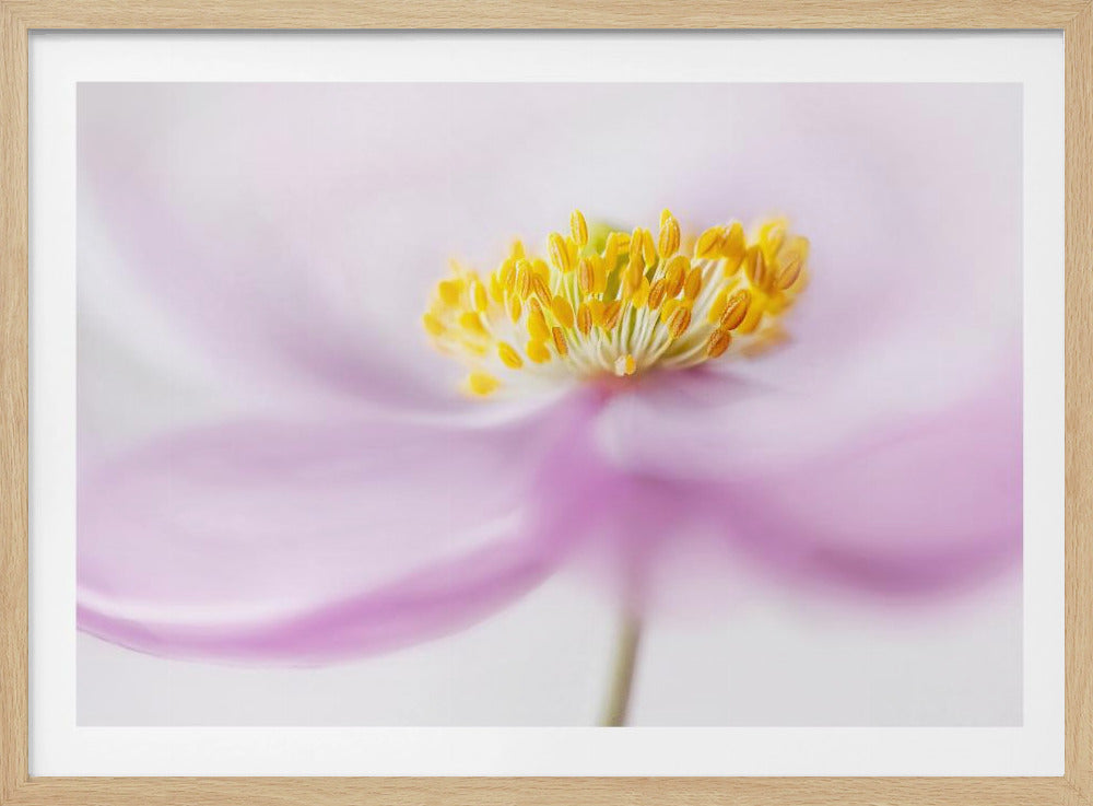 *Anemone* | Poster