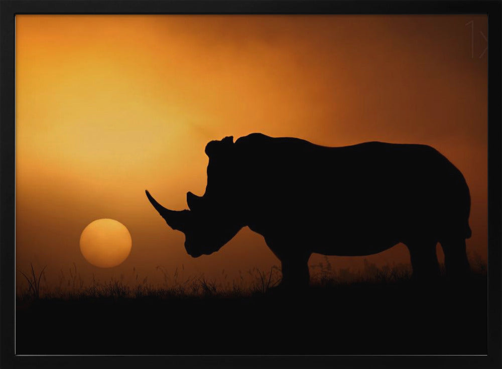 Nashorn Sonnenaufgang | Poster