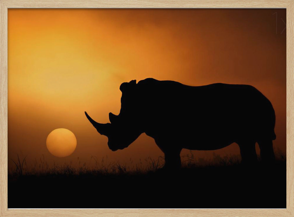 Nashorn Sonnenaufgang | Poster