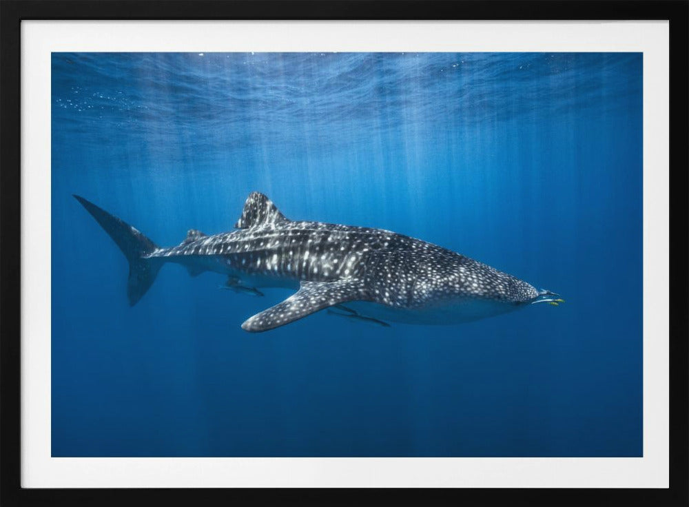 Walhai im Blauen | Poster