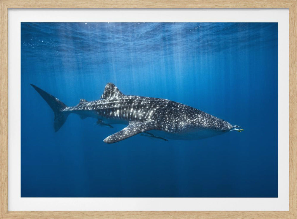 Walhai im Blauen | Poster