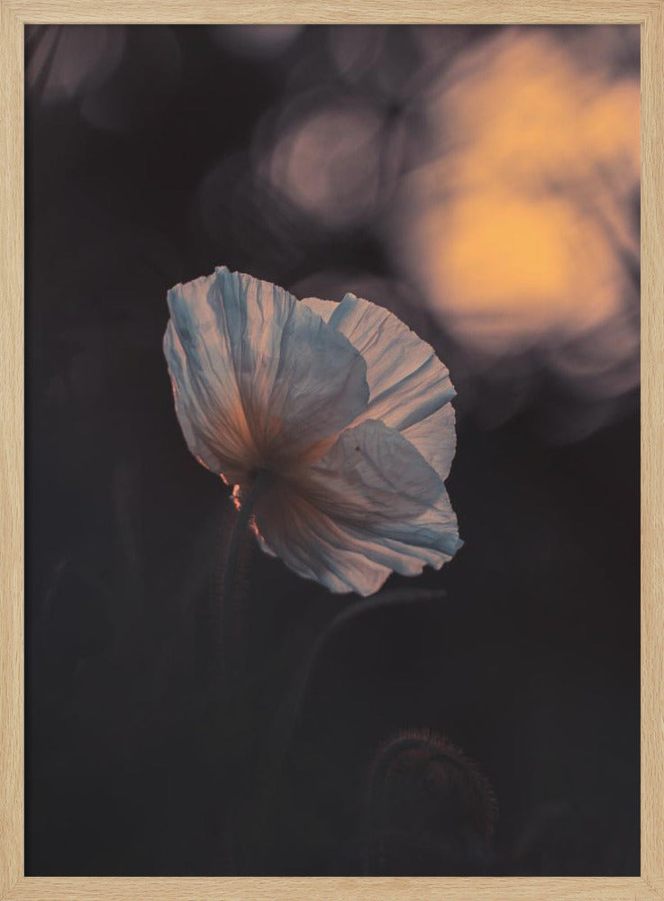 Letzter Strahl | Poster