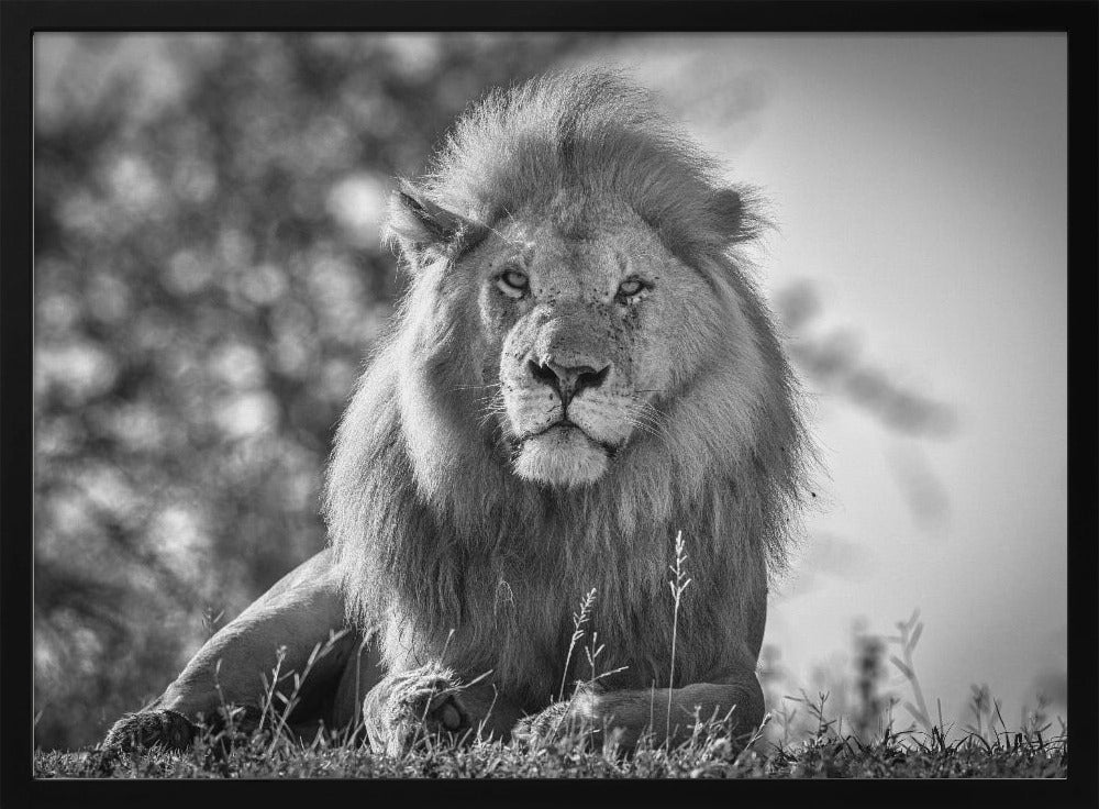 Monochromatischer König der Löwen | Poster
