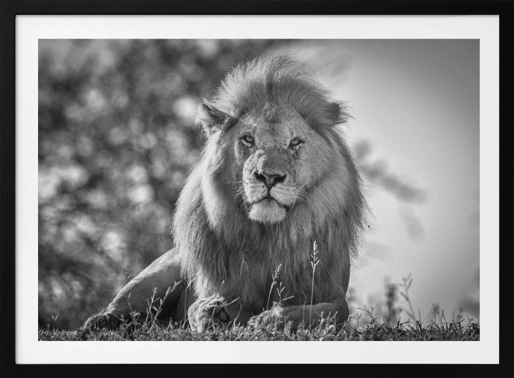 Monochromatischer König der Löwen | Poster