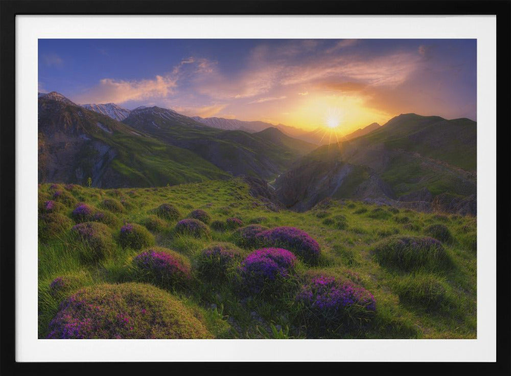 Frühling in der Show | Poster