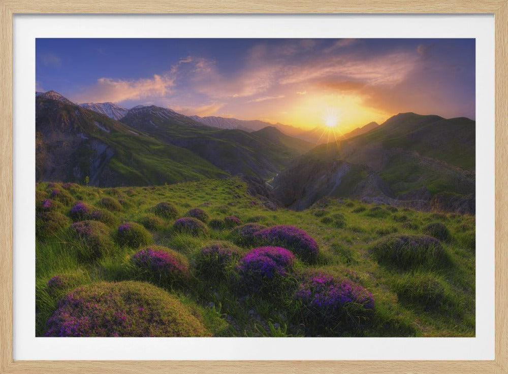 Frühling in der Show | Poster