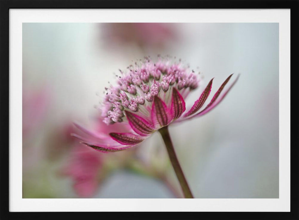 Astrantia | Poster