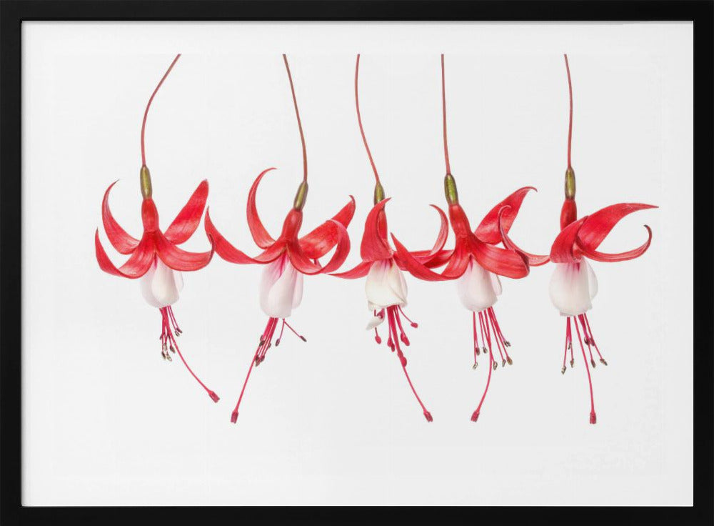 Fuchsie | Poster