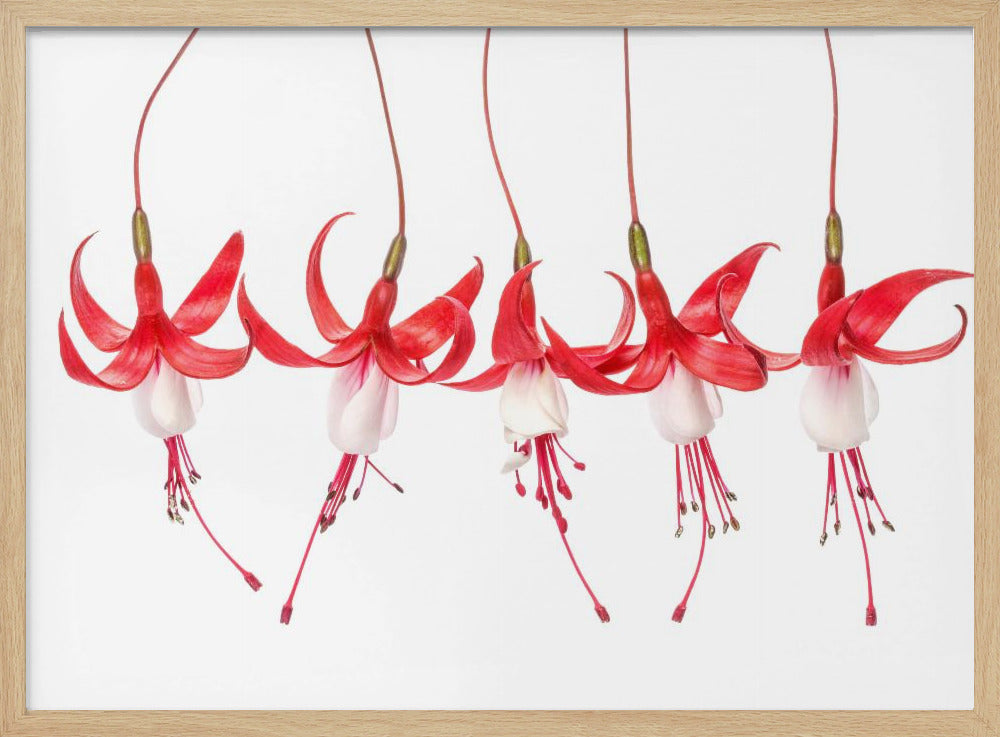 Fuchsie | Poster