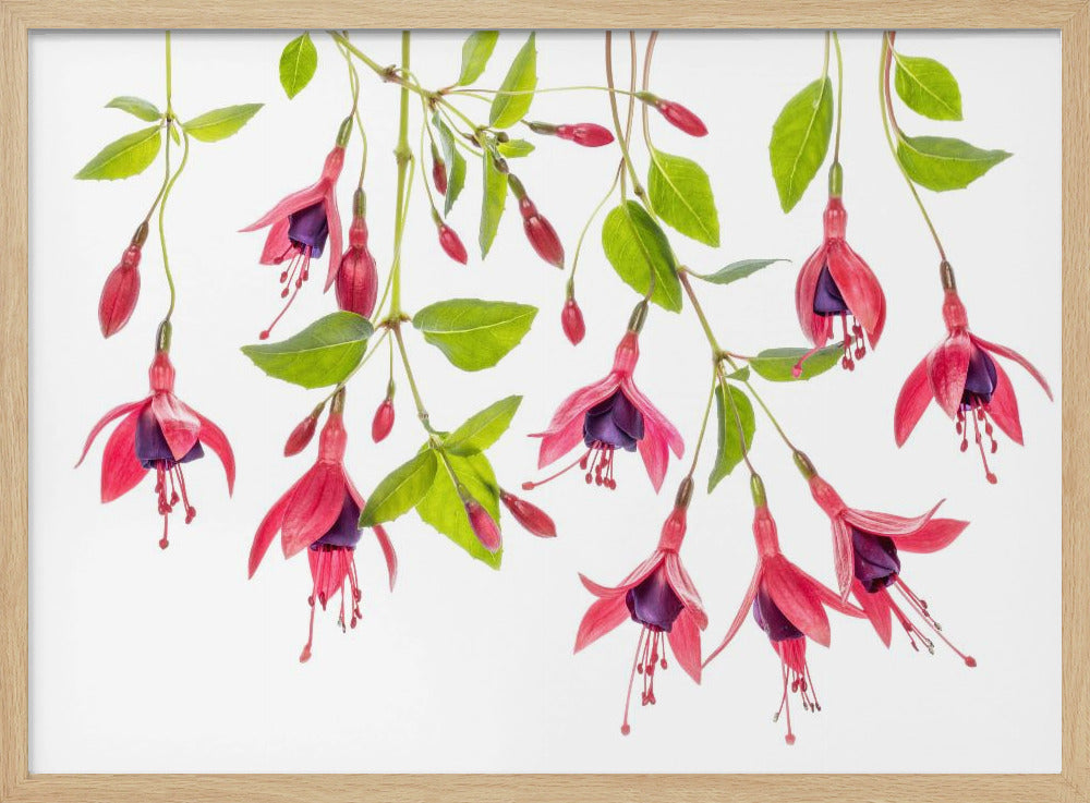~ Fuchsia ~ | Poster