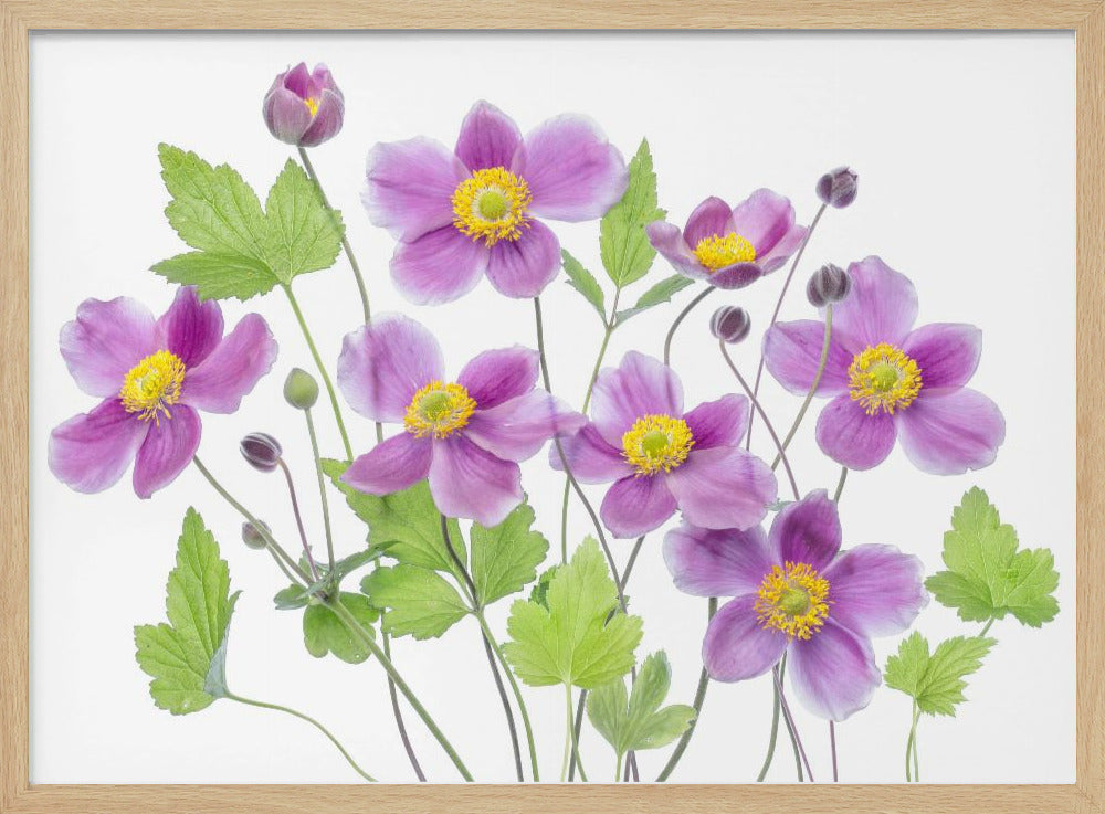 Anemone 'Hadspen Abundance' | Poster