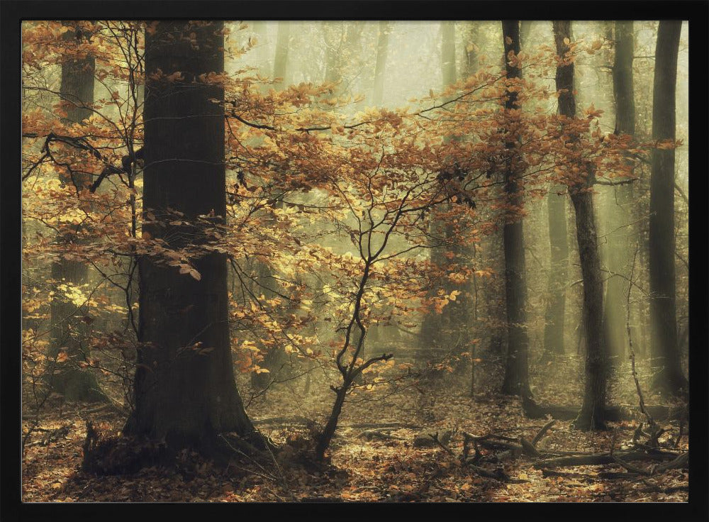 Sanfter Herbst | Poster