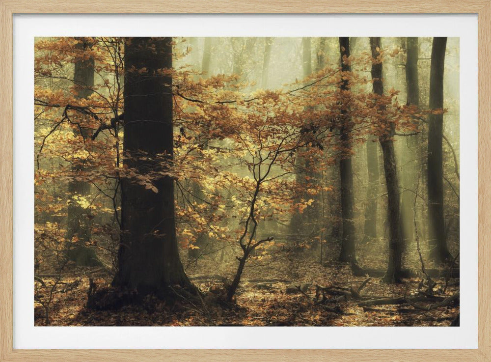 Sanfter Herbst | Poster