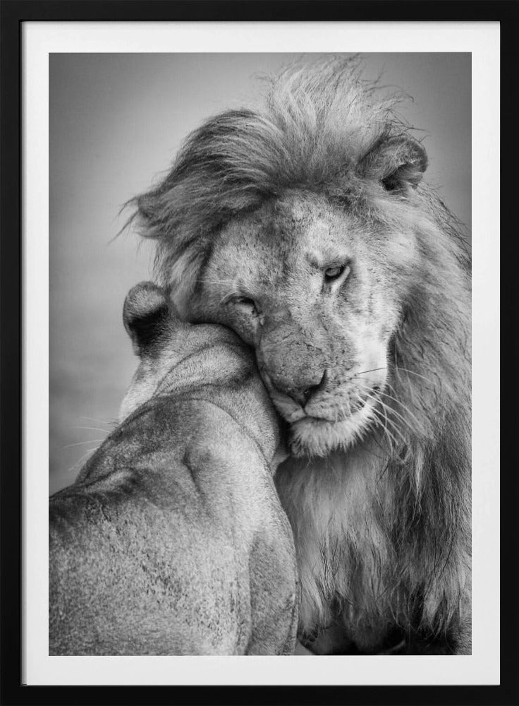 Afrikanische Liebe! | Poster