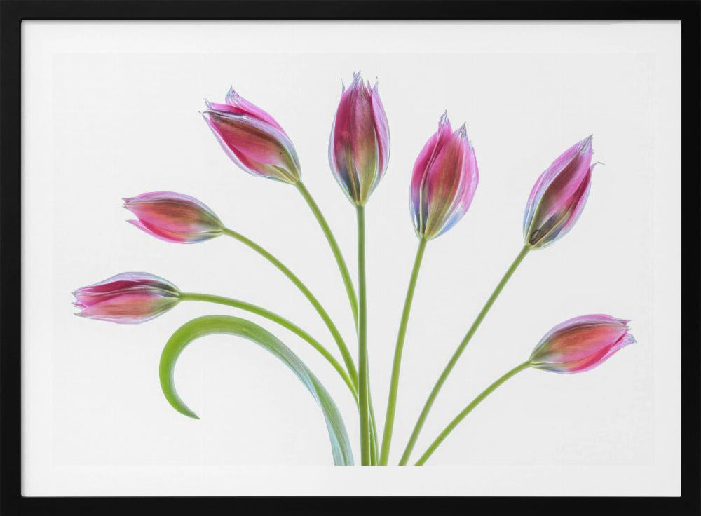Tulipa | Poster