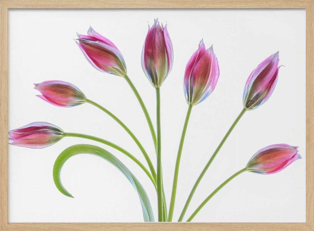 Tulipa | Poster