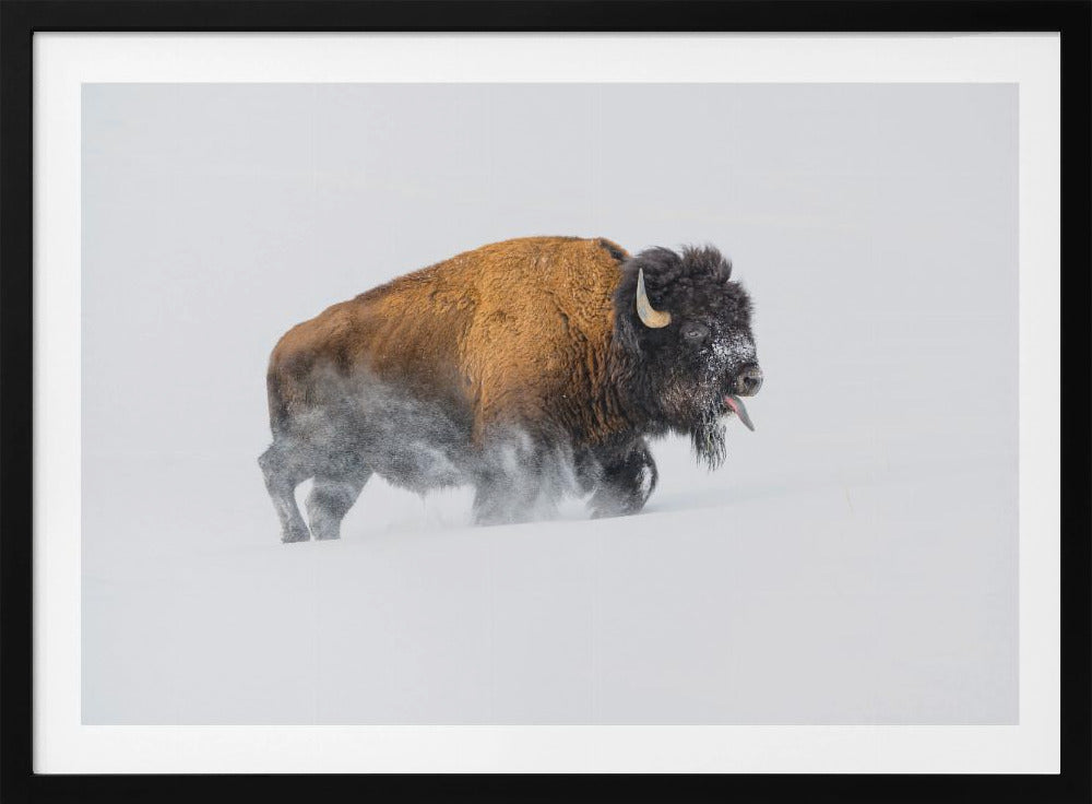 Bison im Schnee | Poster
