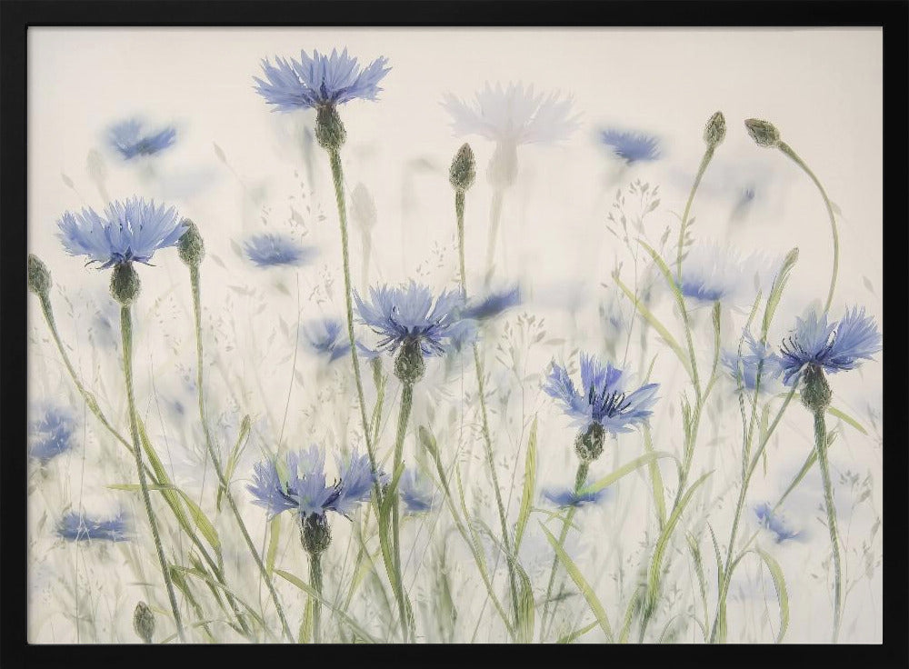 Cornflowers | Poster