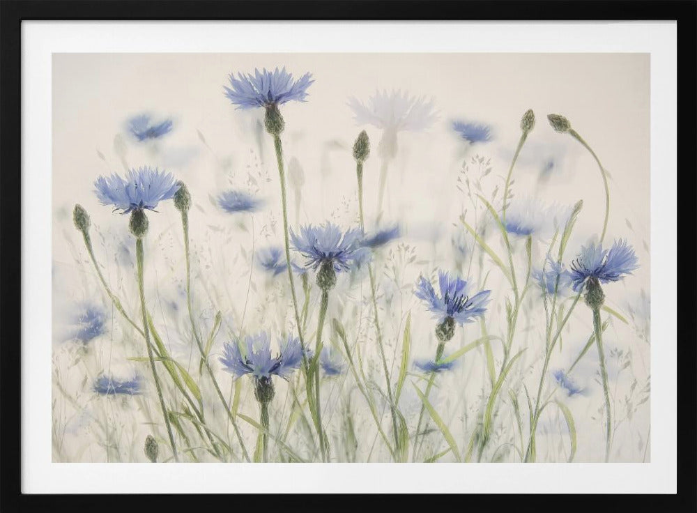 Cornflowers | Poster