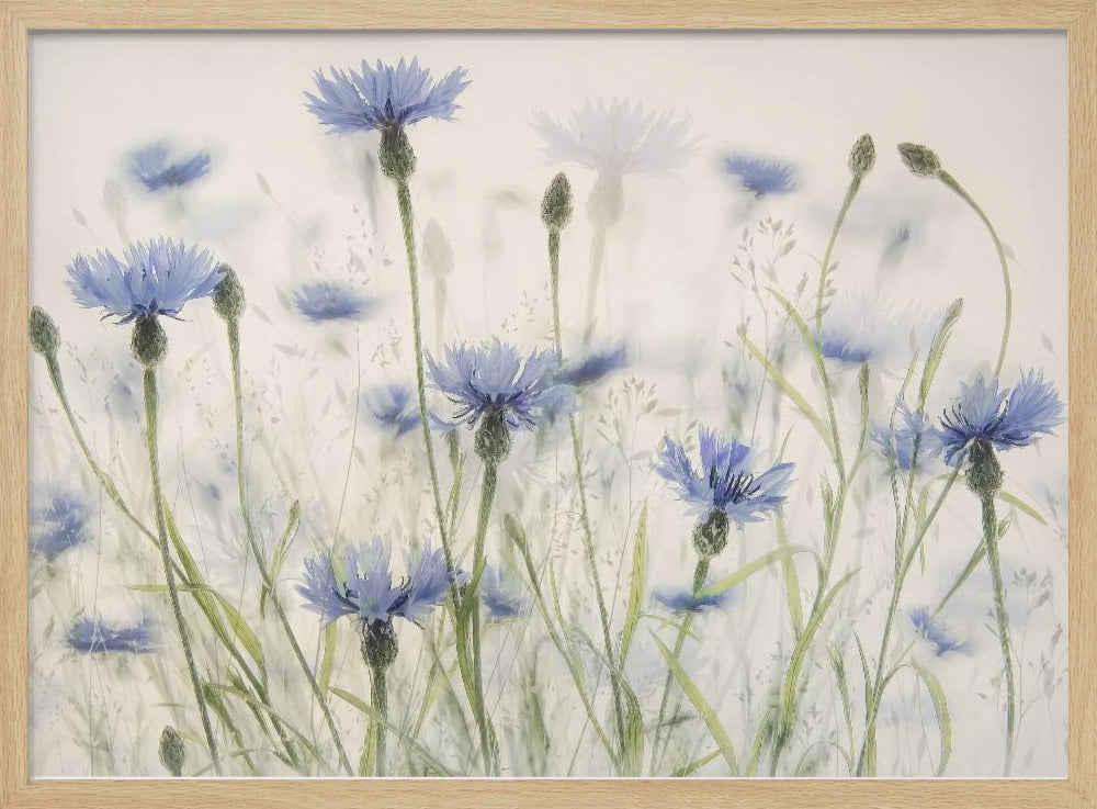 Cornflowers | Poster