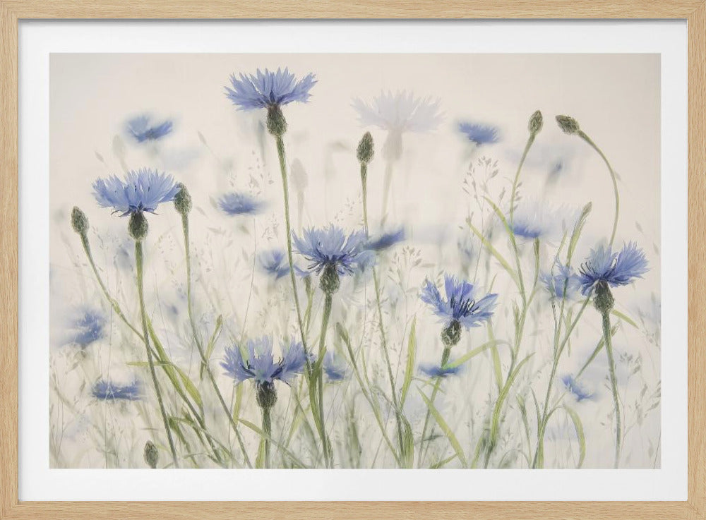 Cornflowers | Poster