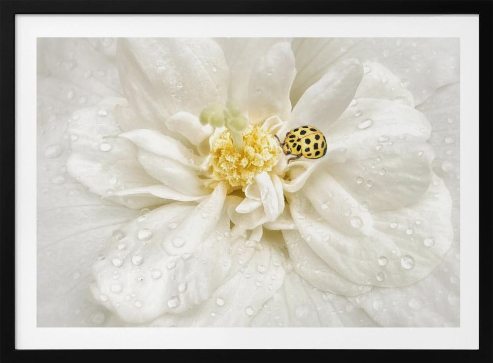 Dewdrops are the GEMS of morning | Poster