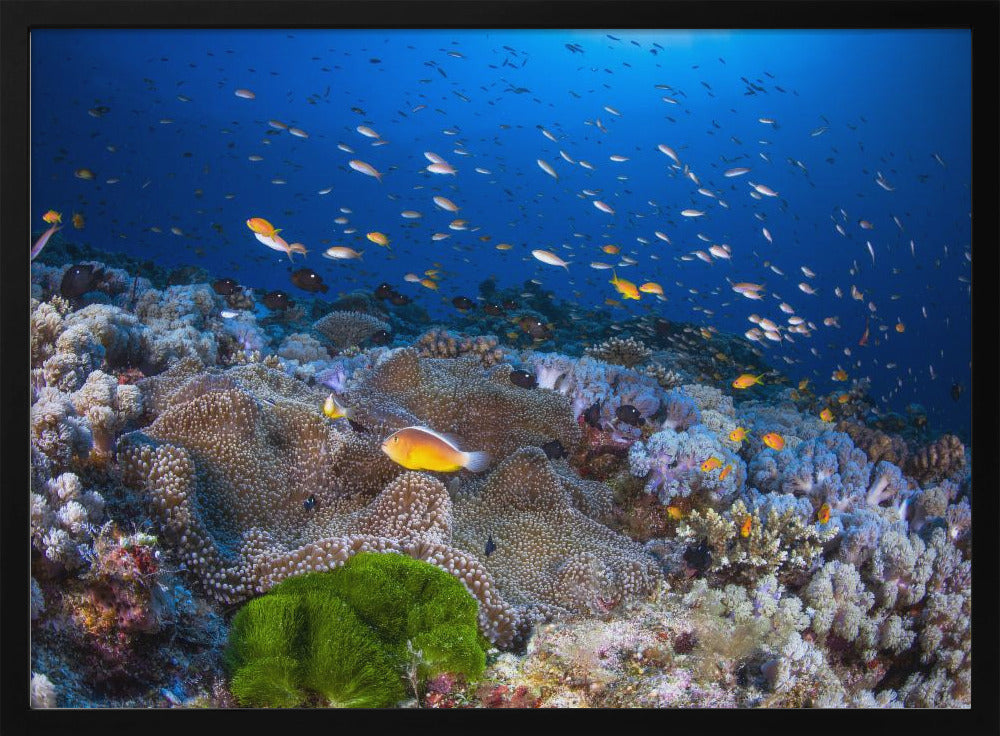 Anemone und Anthias | Poster
