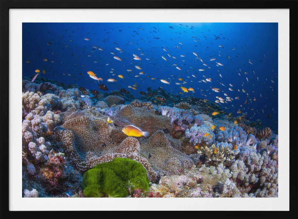 Anemone und Anthias | Poster