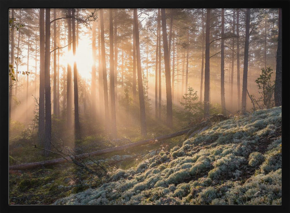 Nebel im Wald mit weißem Moos im Vordergrund | Poster