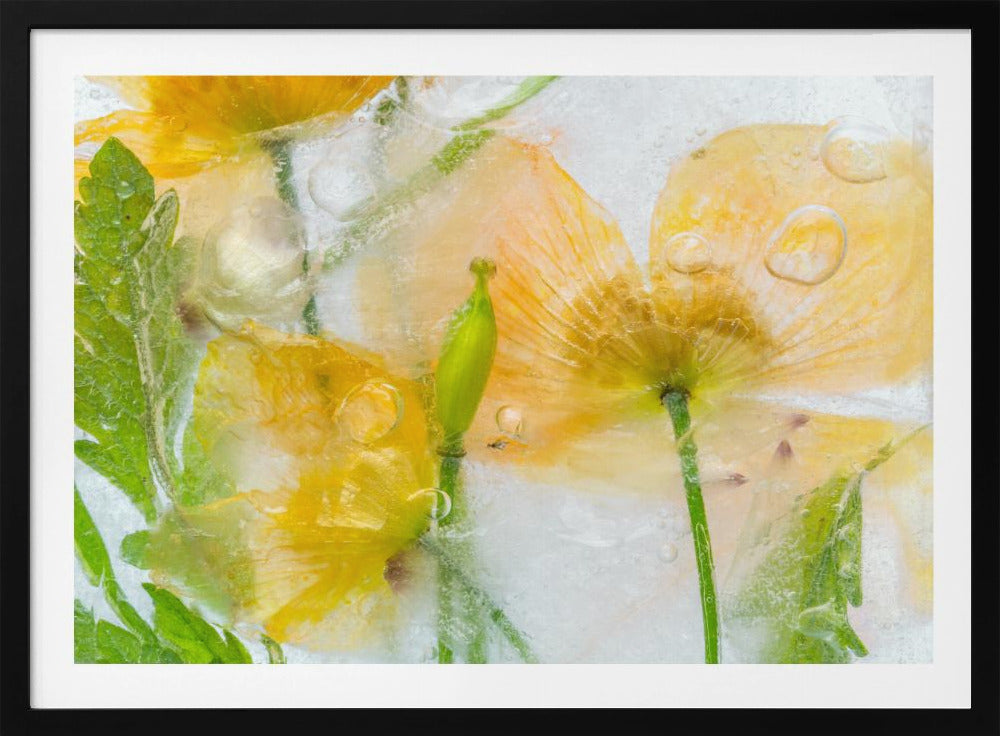 Meconopsis | Poster