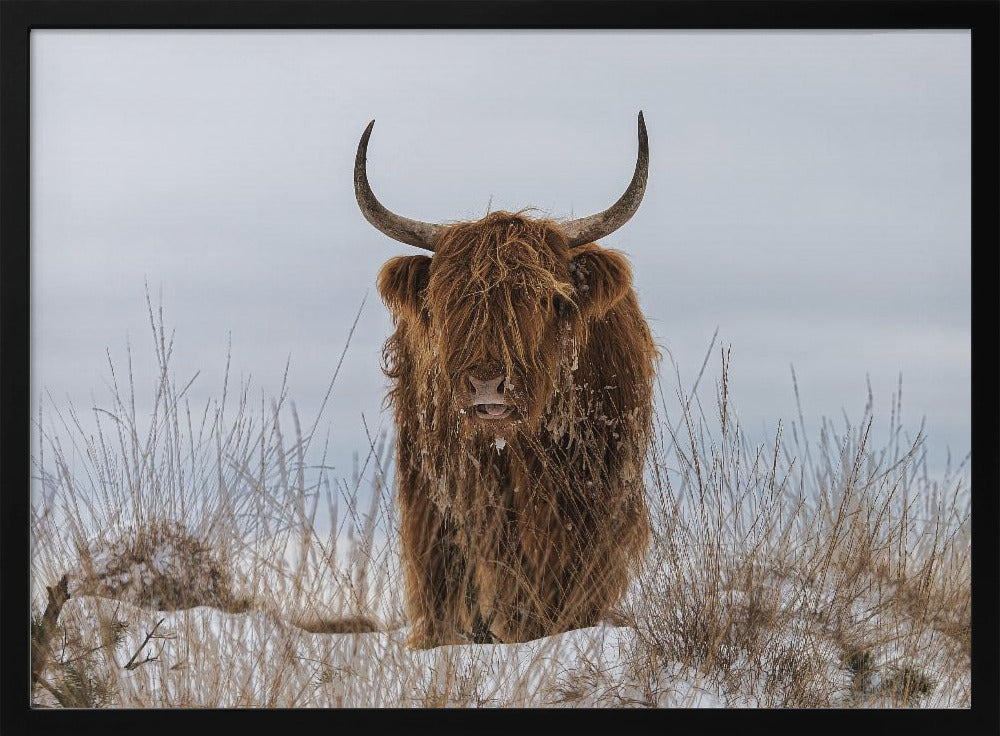 Highlander im Schnee | Poster