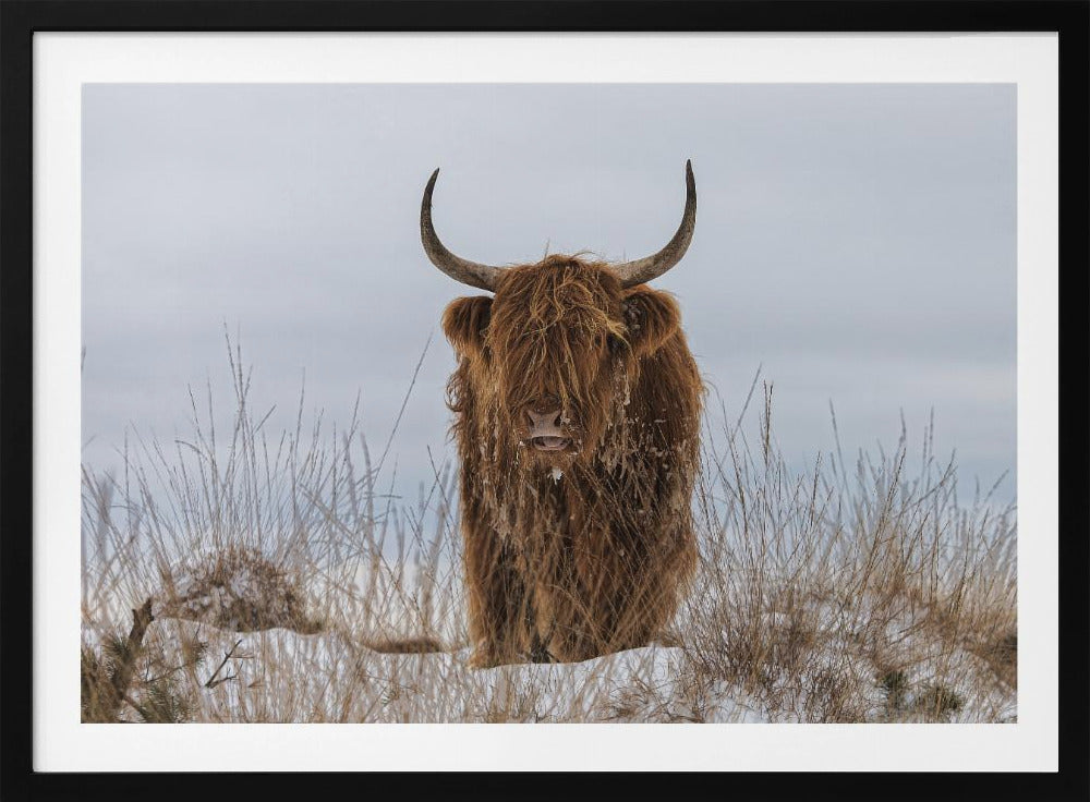 Highlander im Schnee | Poster