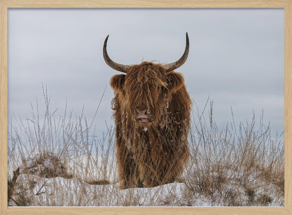 Highlander im Schnee | Poster