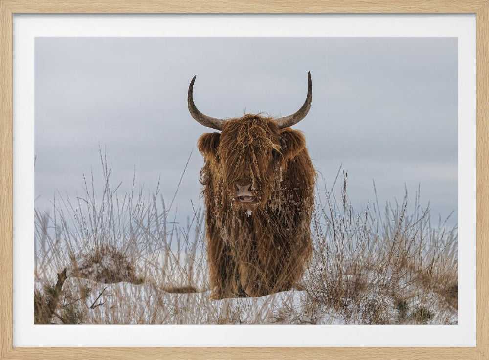 Highlander im Schnee | Poster
