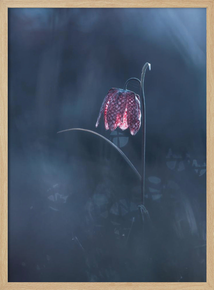 Vergängliche Fantasie | Poster