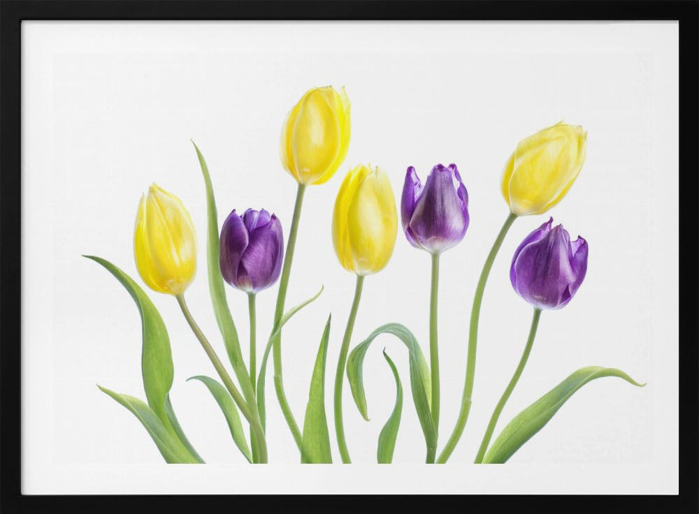 Tulpe | Poster
