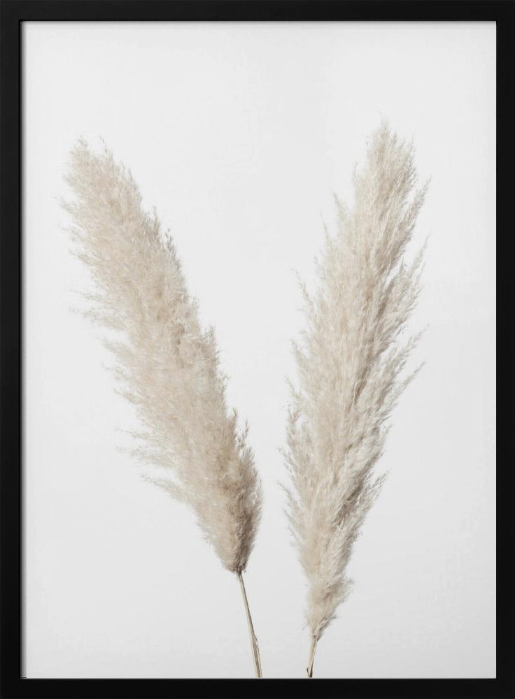 Pampas Weiß | Poster