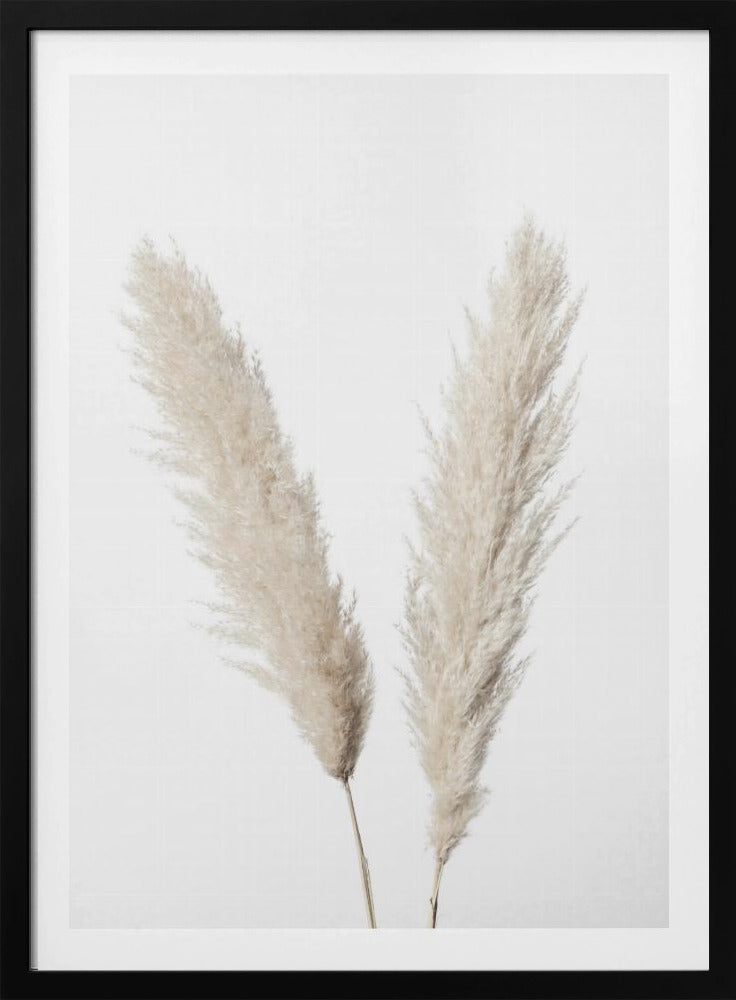 Pampas Weiß | Poster